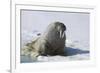 Walrus on an Ice Floe-DLILLC-Framed Photographic Print