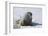 Walrus on an Ice Floe-DLILLC-Framed Photographic Print