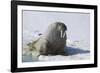 Walrus on an Ice Floe-DLILLC-Framed Photographic Print