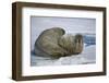 Walrus on an Ice Floe-DLILLC-Framed Photographic Print