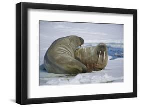 Walrus on an Ice Floe-DLILLC-Framed Photographic Print