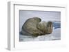 Walrus on an Ice Floe-DLILLC-Framed Photographic Print