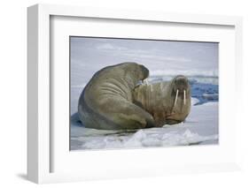 Walrus on an Ice Floe-DLILLC-Framed Photographic Print