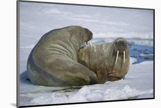 Walrus on an Ice Floe-DLILLC-Mounted Photographic Print