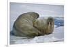 Walrus on an Ice Floe-DLILLC-Framed Photographic Print