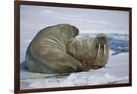 Walrus on an Ice Floe-DLILLC-Framed Photographic Print