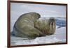 Walrus on an Ice Floe-DLILLC-Framed Photographic Print