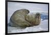 Walrus on an Ice Floe-DLILLC-Framed Photographic Print