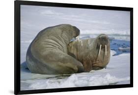 Walrus on an Ice Floe-DLILLC-Framed Photographic Print