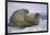 Walrus on an Ice Floe-DLILLC-Framed Photographic Print