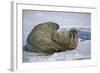 Walrus on an Ice Floe-DLILLC-Framed Photographic Print