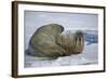 Walrus on an Ice Floe-DLILLC-Framed Photographic Print