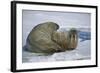 Walrus on an Ice Floe-DLILLC-Framed Photographic Print