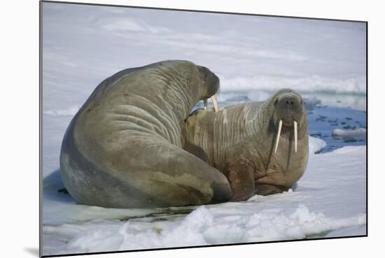 Walrus on an Ice Floe-DLILLC-Mounted Photographic Print