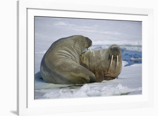 Walrus on an Ice Floe-DLILLC-Framed Photographic Print