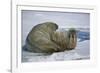 Walrus on an Ice Floe-DLILLC-Framed Photographic Print