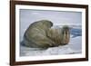 Walrus on an Ice Floe-DLILLC-Framed Photographic Print