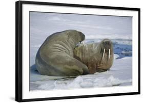 Walrus on an Ice Floe-DLILLC-Framed Photographic Print