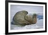 Walrus on an Ice Floe-DLILLC-Framed Photographic Print