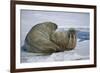 Walrus on an Ice Floe-DLILLC-Framed Photographic Print