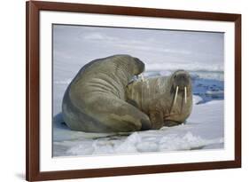 Walrus on an Ice Floe-DLILLC-Framed Photographic Print