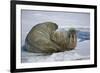 Walrus on an Ice Floe-DLILLC-Framed Photographic Print