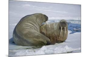 Walrus on an Ice Floe-DLILLC-Mounted Photographic Print