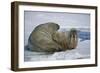 Walrus on an Ice Floe-DLILLC-Framed Photographic Print