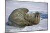 Walrus on an Ice Floe-DLILLC-Mounted Photographic Print