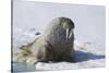 Walrus on an Ice Floe-DLILLC-Stretched Canvas