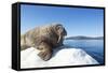 Walrus on Ice, Hudson Bay, Nunavut, Canada-Paul Souders-Framed Stretched Canvas