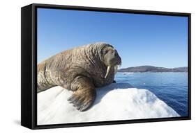 Walrus on Ice, Hudson Bay, Nunavut, Canada-Paul Souders-Framed Stretched Canvas