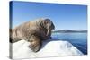 Walrus on Ice, Hudson Bay, Nunavut, Canada-Paul Souders-Stretched Canvas