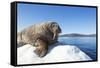 Walrus on Ice, Hudson Bay, Nunavut, Canada-Paul Souders-Framed Stretched Canvas