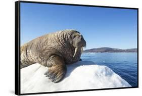 Walrus on Ice, Hudson Bay, Nunavut, Canada-Paul Souders-Framed Stretched Canvas
