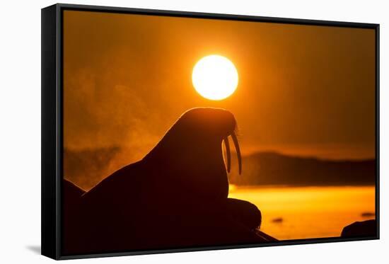 Walrus on Ice, Hudson Bay, Nunavut, Canada-Paul Souders-Framed Stretched Canvas