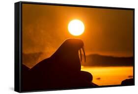 Walrus on Ice, Hudson Bay, Nunavut, Canada-Paul Souders-Framed Stretched Canvas