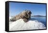 Walrus on Ice, Hudson Bay, Nunavut, Canada-Paul Souders-Framed Stretched Canvas