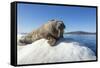 Walrus on Ice, Hudson Bay, Nunavut, Canada-Paul Souders-Framed Stretched Canvas