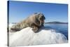 Walrus on Ice, Hudson Bay, Nunavut, Canada-Paul Souders-Stretched Canvas