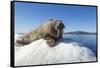 Walrus on Ice, Hudson Bay, Nunavut, Canada-Paul Souders-Framed Stretched Canvas