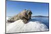 Walrus on Ice, Hudson Bay, Nunavut, Canada-Paul Souders-Mounted Premium Photographic Print