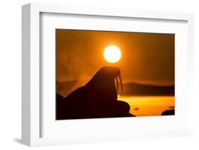 Walrus on Ice, Hudson Bay, Nunavut, Canada-Paul Souders-Framed Photographic Print