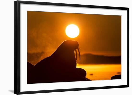 Walrus on Ice, Hudson Bay, Nunavut, Canada-Paul Souders-Framed Photographic Print