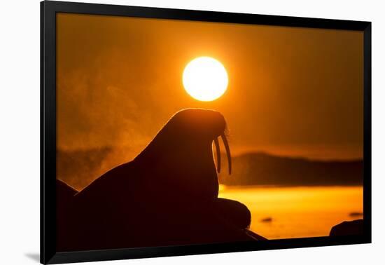 Walrus on Ice, Hudson Bay, Nunavut, Canada-Paul Souders-Framed Photographic Print