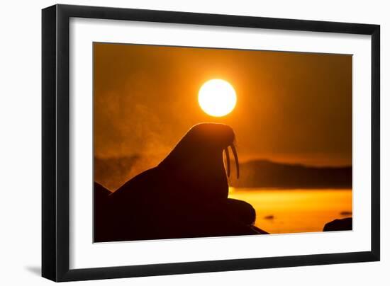 Walrus on Ice, Hudson Bay, Nunavut, Canada-Paul Souders-Framed Photographic Print