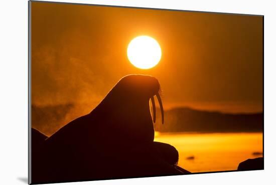 Walrus on Ice, Hudson Bay, Nunavut, Canada-Paul Souders-Mounted Photographic Print