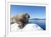 Walrus on Ice, Hudson Bay, Nunavut, Canada-Paul Souders-Framed Photographic Print