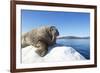 Walrus on Ice, Hudson Bay, Nunavut, Canada-Paul Souders-Framed Photographic Print