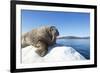 Walrus on Ice, Hudson Bay, Nunavut, Canada-Paul Souders-Framed Photographic Print